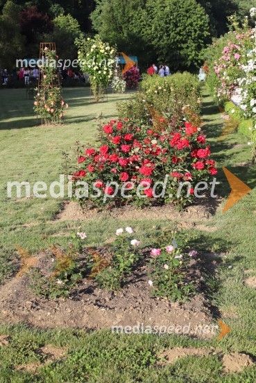 Vino in vrtnice 2019Vino in vrtnice 2019