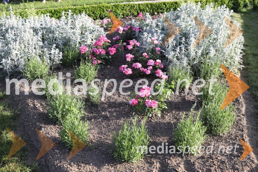 Vino in vrtnice 2019Vino in vrtnice 2019