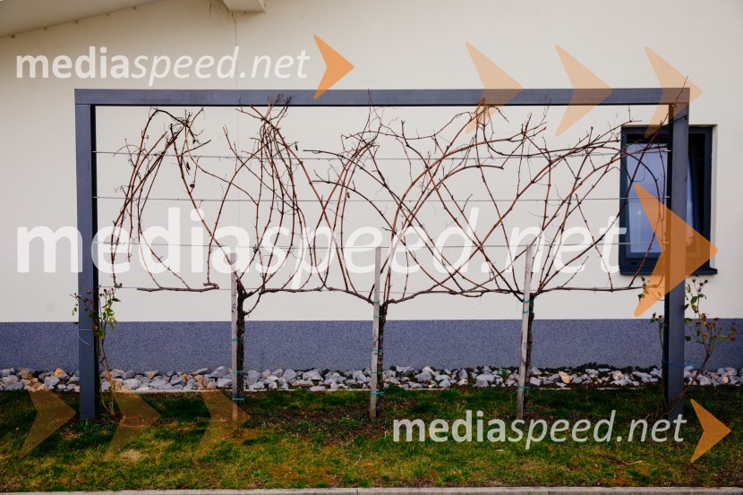 5. Tradicionalna Smolčkova trgatev naravno sušenega grozdja za vino Steyer