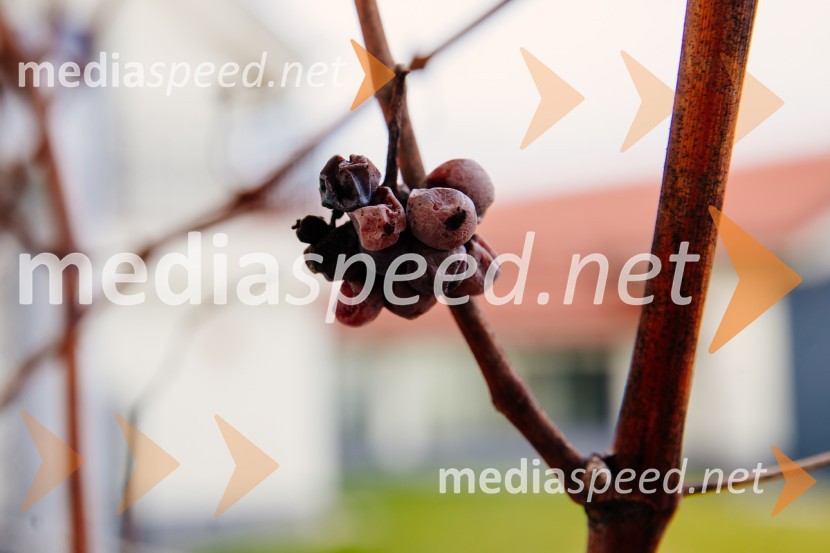 5. Tradicionalna Smolčkova trgatev naravno sušenega grozdja za vino Steyer