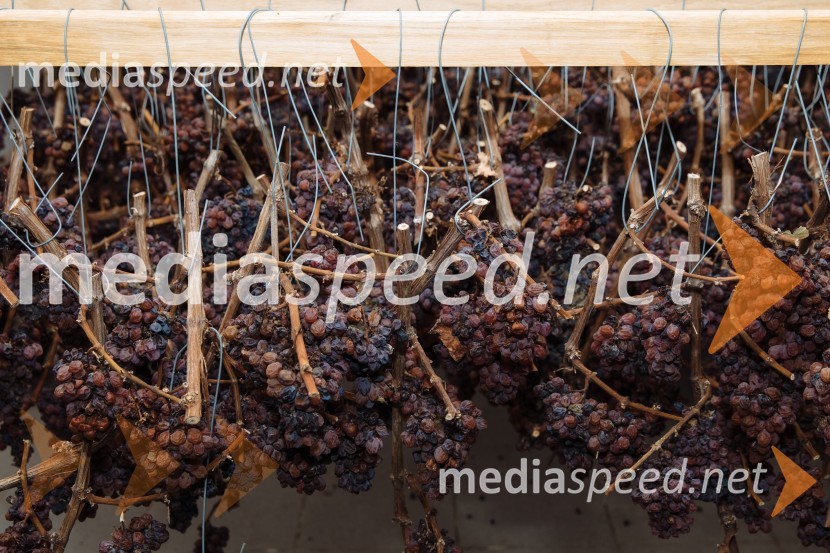 5. Tradicionalna Smolčkova trgatev naravno sušenega grozdja za vino Steyer