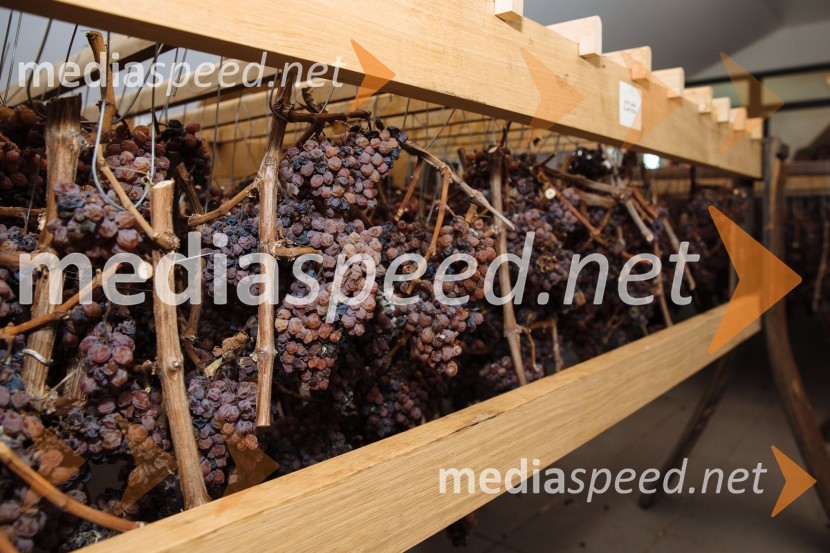 5. Tradicionalna Smolčkova trgatev naravno sušenega grozdja za vino Steyer