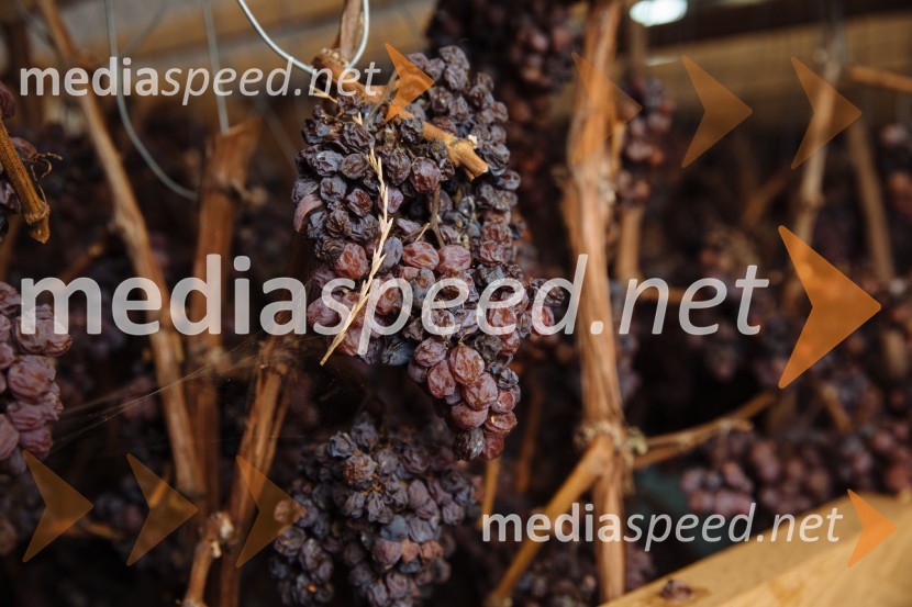 5. Tradicionalna Smolčkova trgatev naravno sušenega grozdja za vino Steyer