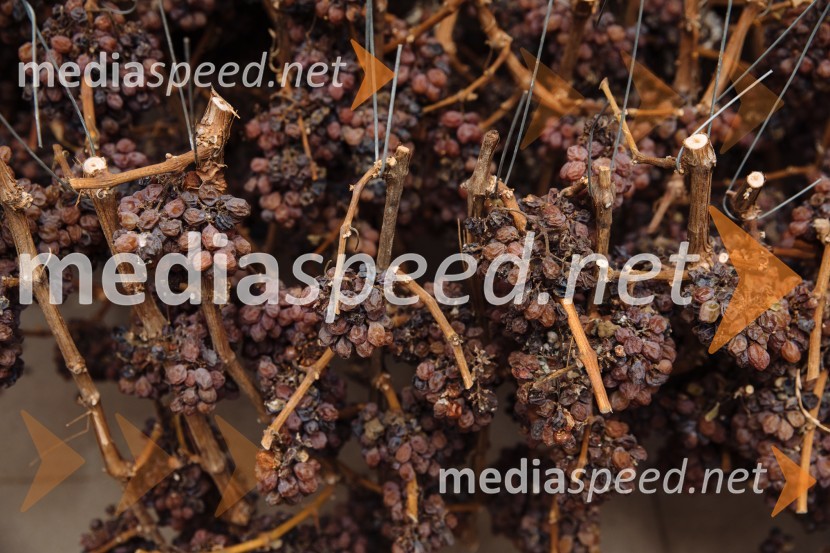 5. Tradicionalna Smolčkova trgatev naravno sušenega grozdja za vino Steyer