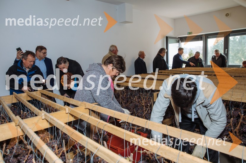 5. Tradicionalna Smolčkova trgatev naravno sušenega grozdja za vino Steyer