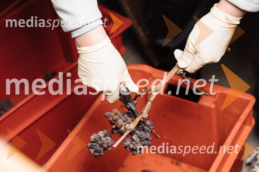 5. Tradicionalna Smolčkova trgatev naravno sušenega grozdja za vino Steyer