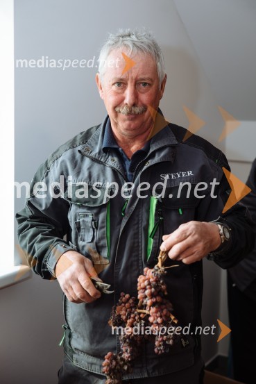 5. Tradicionalna Smolčkova trgatev naravno sušenega grozdja za vino Steyer