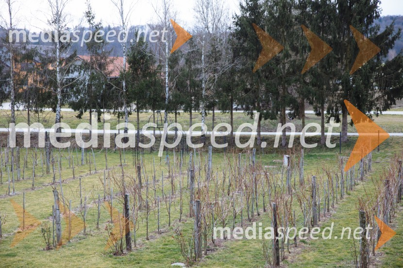 5. Tradicionalna Smolčkova trgatev naravno sušenega grozdja za vino Steyer