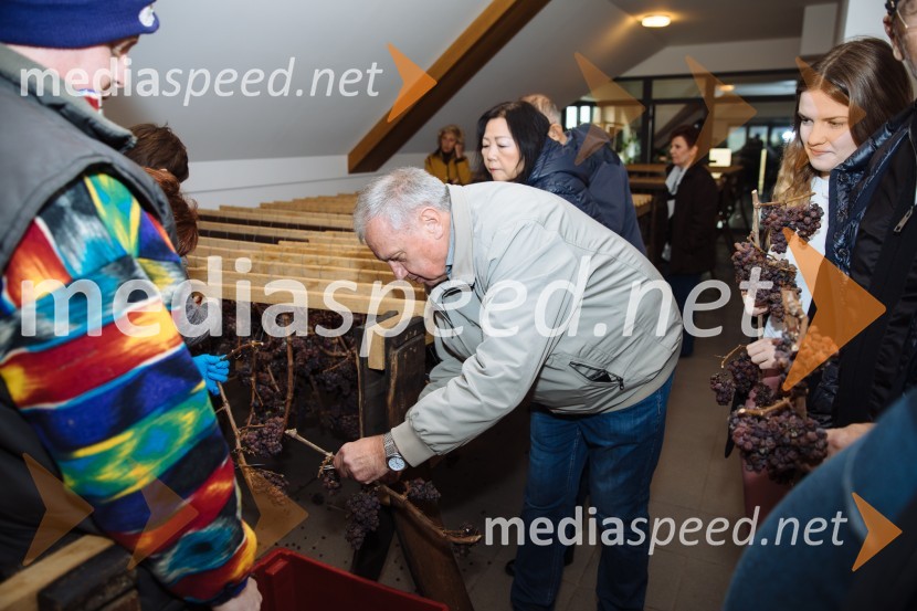 5. Tradicionalna Smolčkova trgatev naravno sušenega grozdja za vino Steyer