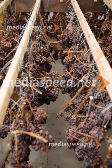 5. Tradicionalna Smolčkova trgatev naravno sušenega grozdja za vino Steyer