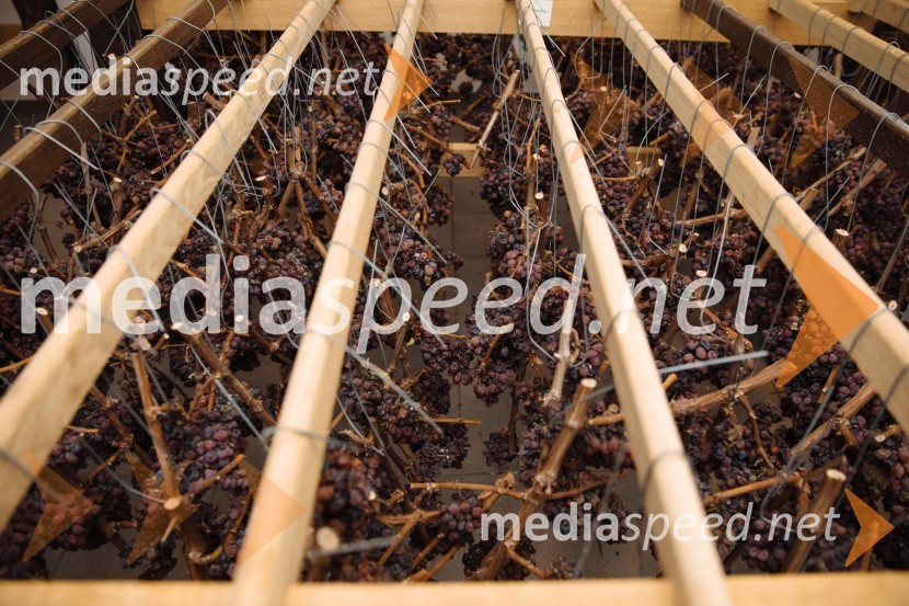 5. Tradicionalna Smolčkova trgatev naravno sušenega grozdja za vino Steyer