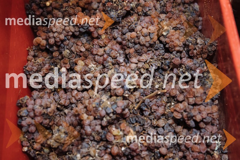 5. Tradicionalna Smolčkova trgatev naravno sušenega grozdja za vino Steyer