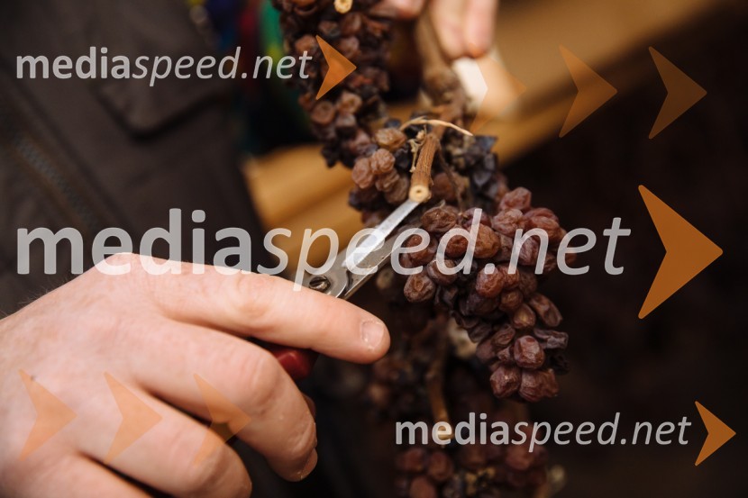 5. Tradicionalna Smolčkova trgatev naravno sušenega grozdja za vino Steyer