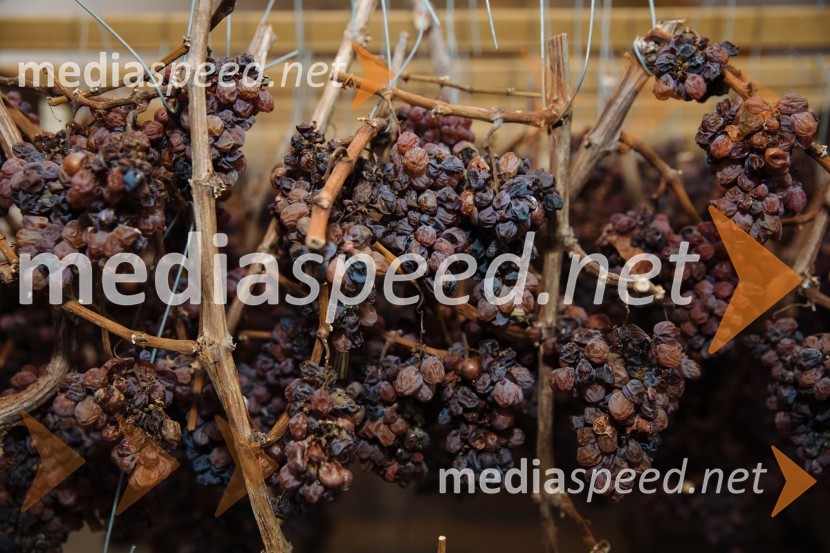 5. Tradicionalna Smolčkova trgatev naravno sušenega grozdja za vino Steyer