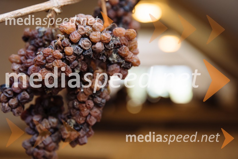 5. Tradicionalna Smolčkova trgatev naravno sušenega grozdja za vino Steyer