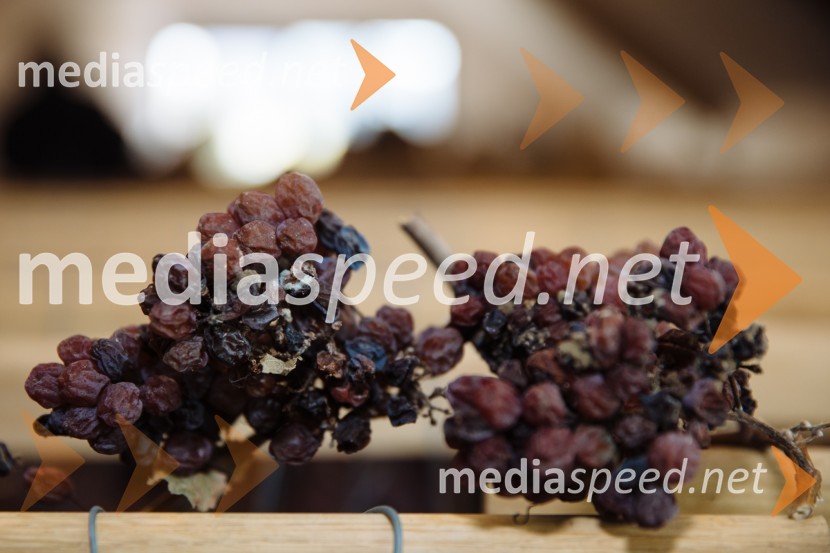 5. Tradicionalna Smolčkova trgatev naravno sušenega grozdja za vino Steyer