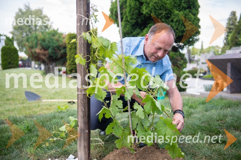  Stane Kocutar, mestni viničar, skrbnik Stare trte, novinar Radia Maribor, zgodovinarZasaditev potomke stare trte na pobreškem pokopališču