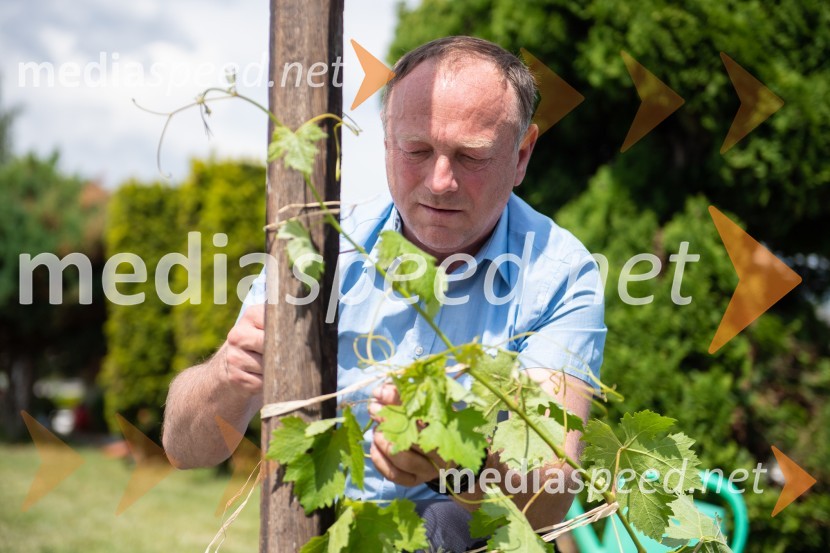  Stane Kocutar, mestni viničar, skrbnik Stare trte, novinar Radia Maribor, zgodovinarZasaditev potomke stare trte na pobreškem pokopališču