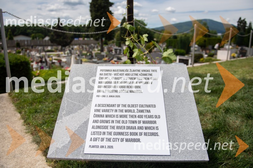 Zasaditev potomke stare trte na pobreškem pokopališču