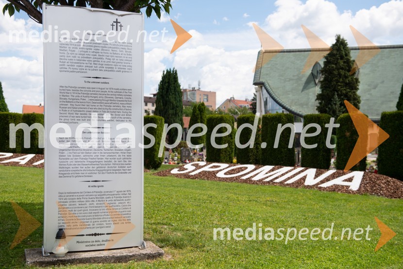 Zasaditev potomke stare trte na pobreškem pokopališču