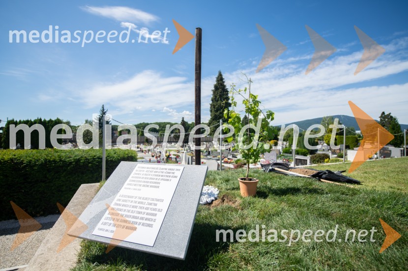 Zasaditev potomke stare trte na pobreškem pokopališču