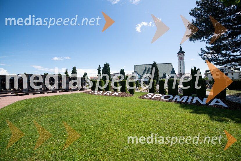 Zasaditev potomke stare trte na pobreškem pokopališču