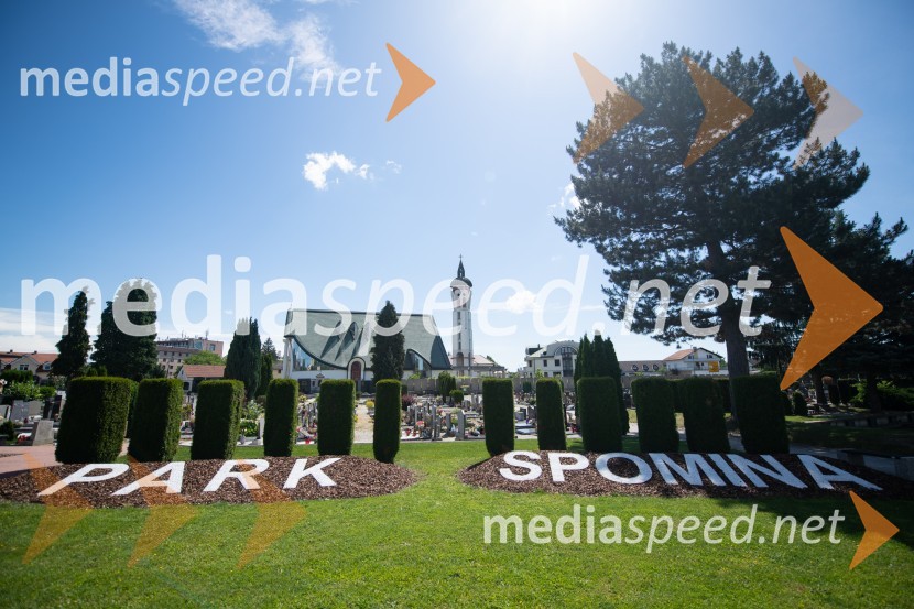 Zasaditev potomke stare trte na pobreškem pokopališču