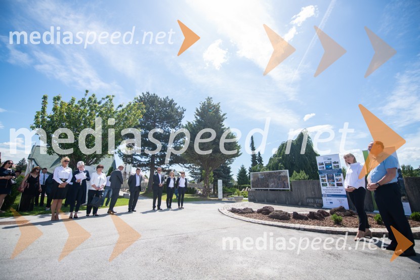 Zasaditev potomke stare trte na pobreškem pokopališču