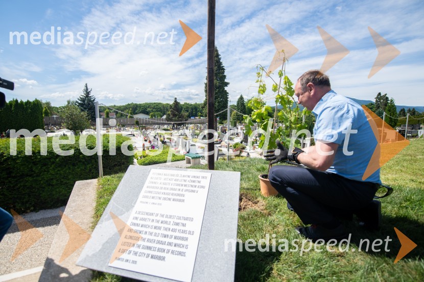  Stane Kocutar, mestni viničar, skrbnik Stare trte, novinar Radia Maribor, zgodovinarZasaditev potomke stare trte na pobreškem pokopališču