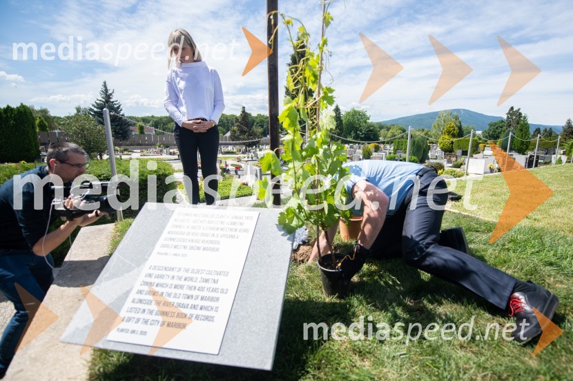 mag. Lidija Pliberšek, direktorica Pogrebnega podjetje Maribor d.d. in predsednica ASCEZasaditev potomke stare trte na pobreškem pokopališču