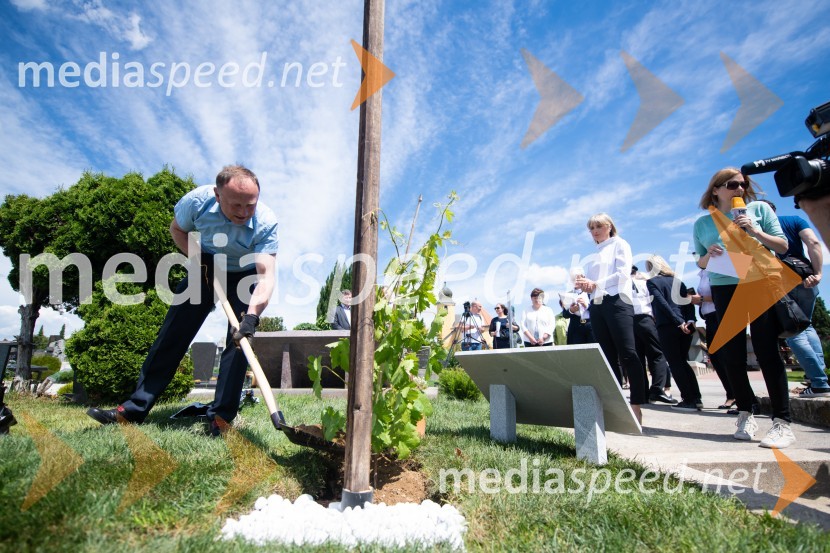 Stane Kocutar, mestni viničar, skrbnik Stare trte, novinar Radia Maribor, zgodovinarZasaditev potomke stare trte na pobreškem pokopališču