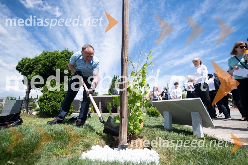  Stane Kocutar, mestni viničar, skrbnik Stare trte, novinar Radia Maribor, zgodovinarZasaditev potomke stare trte na pobreškem pokopališču