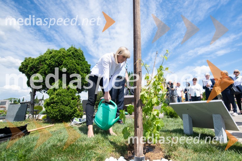 mag. Lidija Pliberšek, direktorica Pogrebnega podjetje Maribor d.d. in predsednica ASCEZasaditev potomke stare trte na pobreškem pokopališču