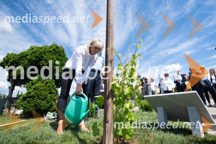 mag. Lidija Pliberšek, direktorica Pogrebnega podjetje Maribor d.d. in predsednica ASCEZasaditev potomke stare trte na pobreškem pokopališču