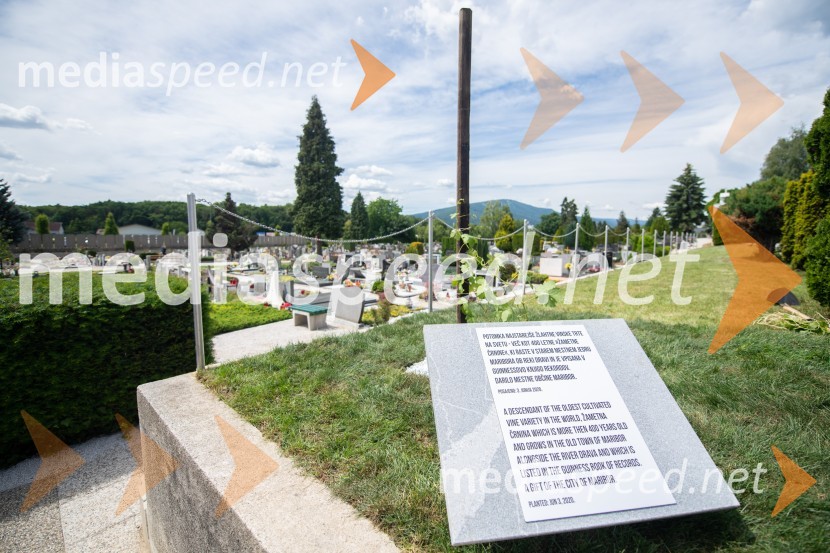 Zasaditev potomke stare trte na pobreškem pokopališču