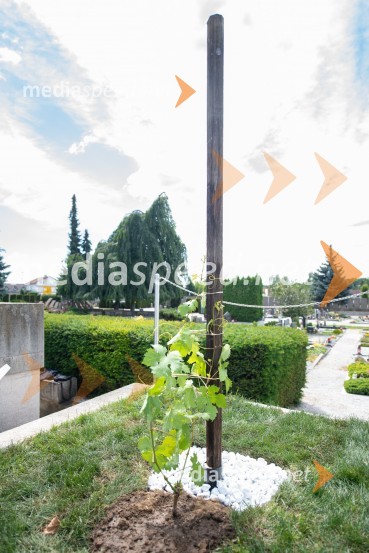 Zasaditev potomke stare trte na pobreškem pokopališču