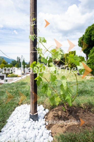 Zasaditev potomke stare trte na pobreškem pokopališču