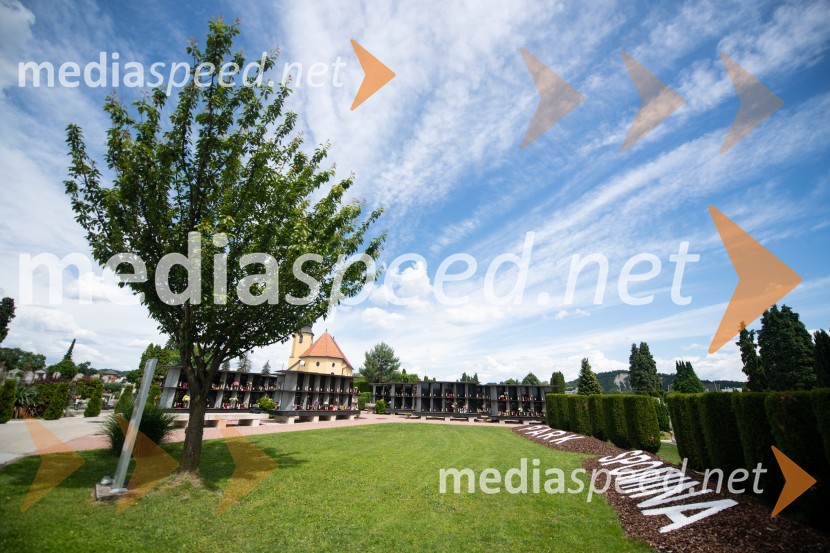 Zasaditev potomke stare trte na pobreškem pokopališču