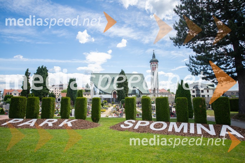 Zasaditev potomke stare trte na pobreškem pokopališču