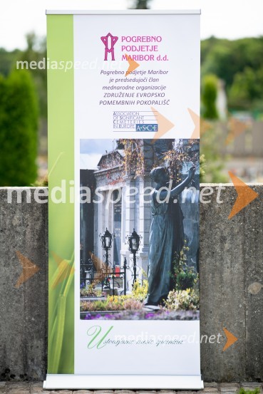 Zasaditev potomke stare trte na pobreškem pokopališču