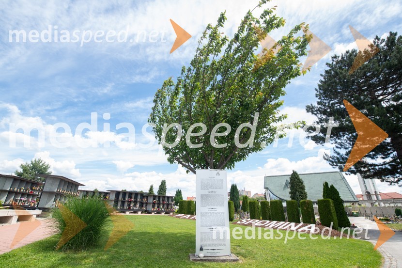 Zasaditev potomke stare trte na pobreškem pokopališču