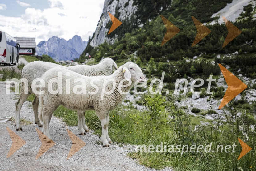 Bambergova pot iz Luknje prek Plamenic je Naj planinska pot 2020