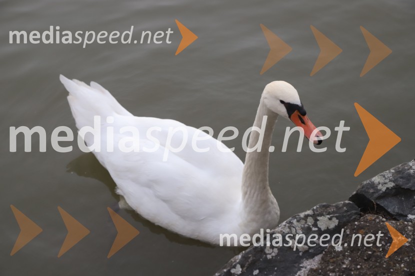 Siddharta, Leonart in petkovo dogajanje, Festival Lent 2020