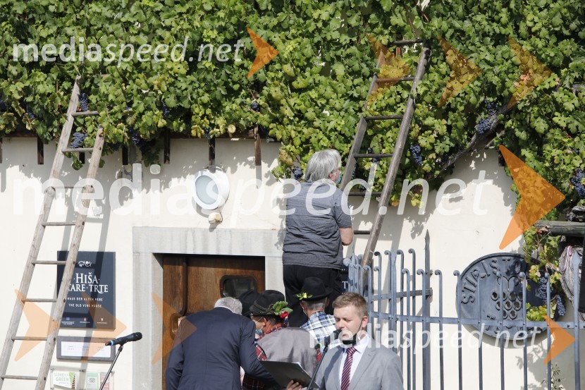  Tone Partljič, pisateljSvečana trgatev stare trte 2020