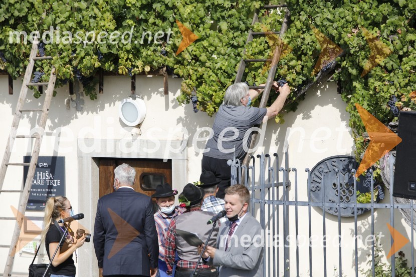  Tone Partljič, pisateljSvečana trgatev stare trte 2020