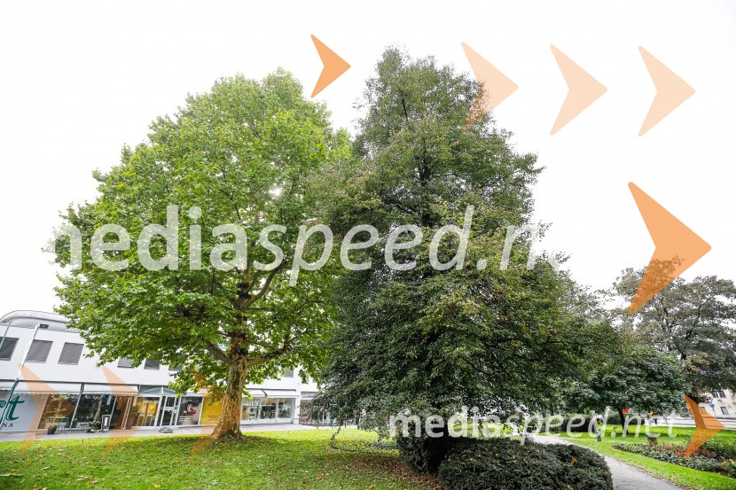 Otvoritev razstave Ptičje hišice v Kranju