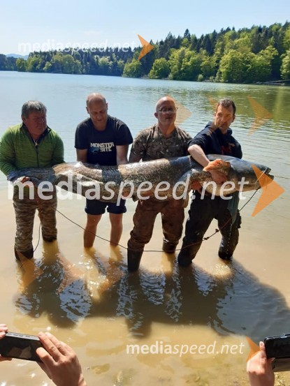 Kapitalne ribe v slovenskih vodah