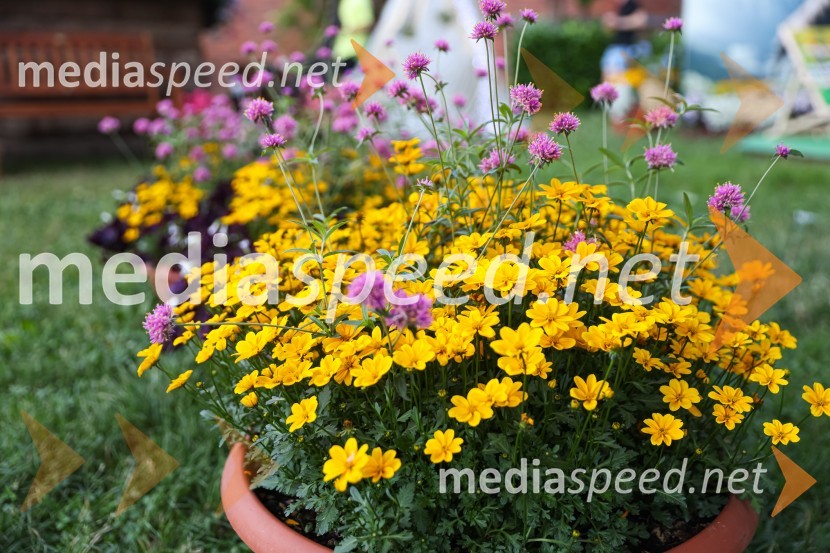 Pivo in cvetje 2021, petek