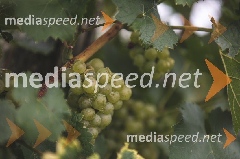 Vino je glasba, krstna uprizoritev kulturno enološkega doživetja