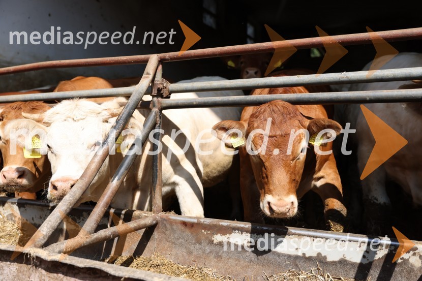 Protest kmetov v Gornji Radgoni